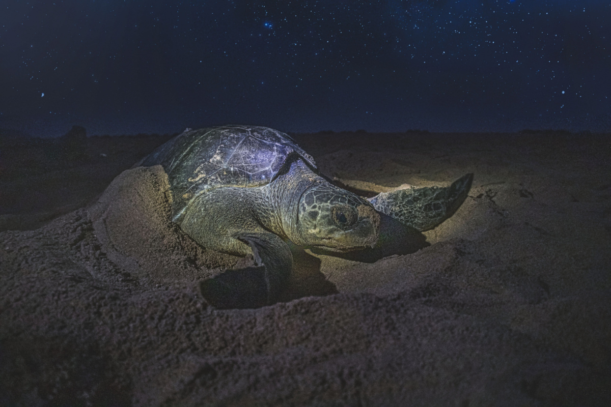 Tortuga de anidación
