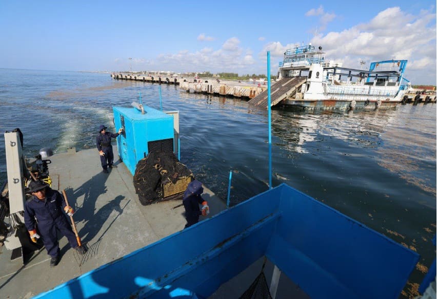 Marina intercepta 400 toneladas de Sargassum entrante frente a Puertos Morelos-Riviera Maya Coast