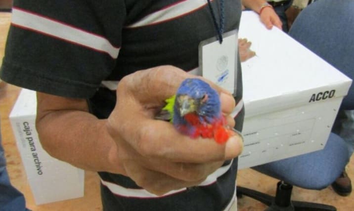 Viajero español que se dirige a Alemania arrestado en Cancun International con 168 aves vivas en la maleta