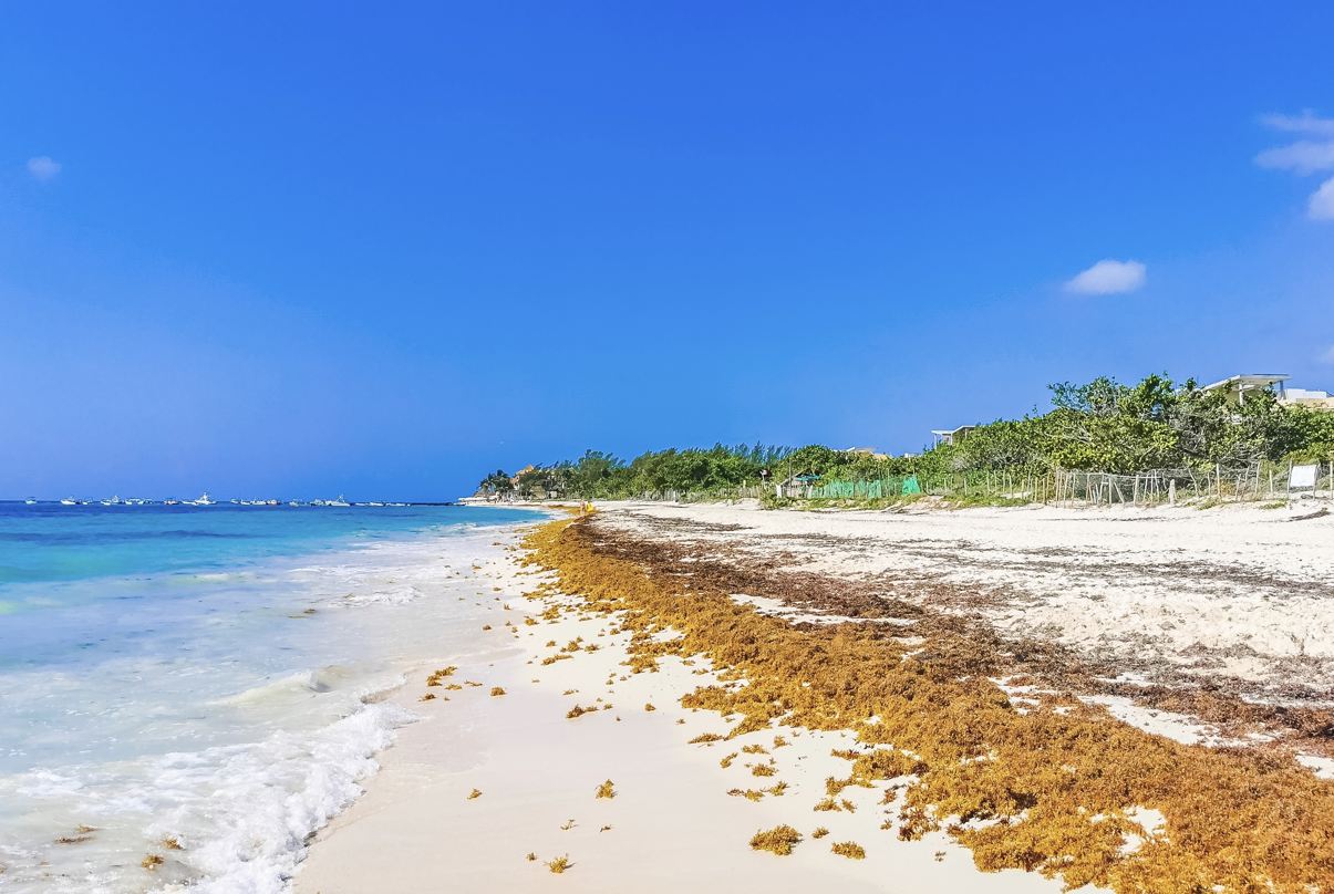 La Armada mexicana lanza una operación especial en Cancún y Riviera Maya para combatir los niveles récord de Sargassum