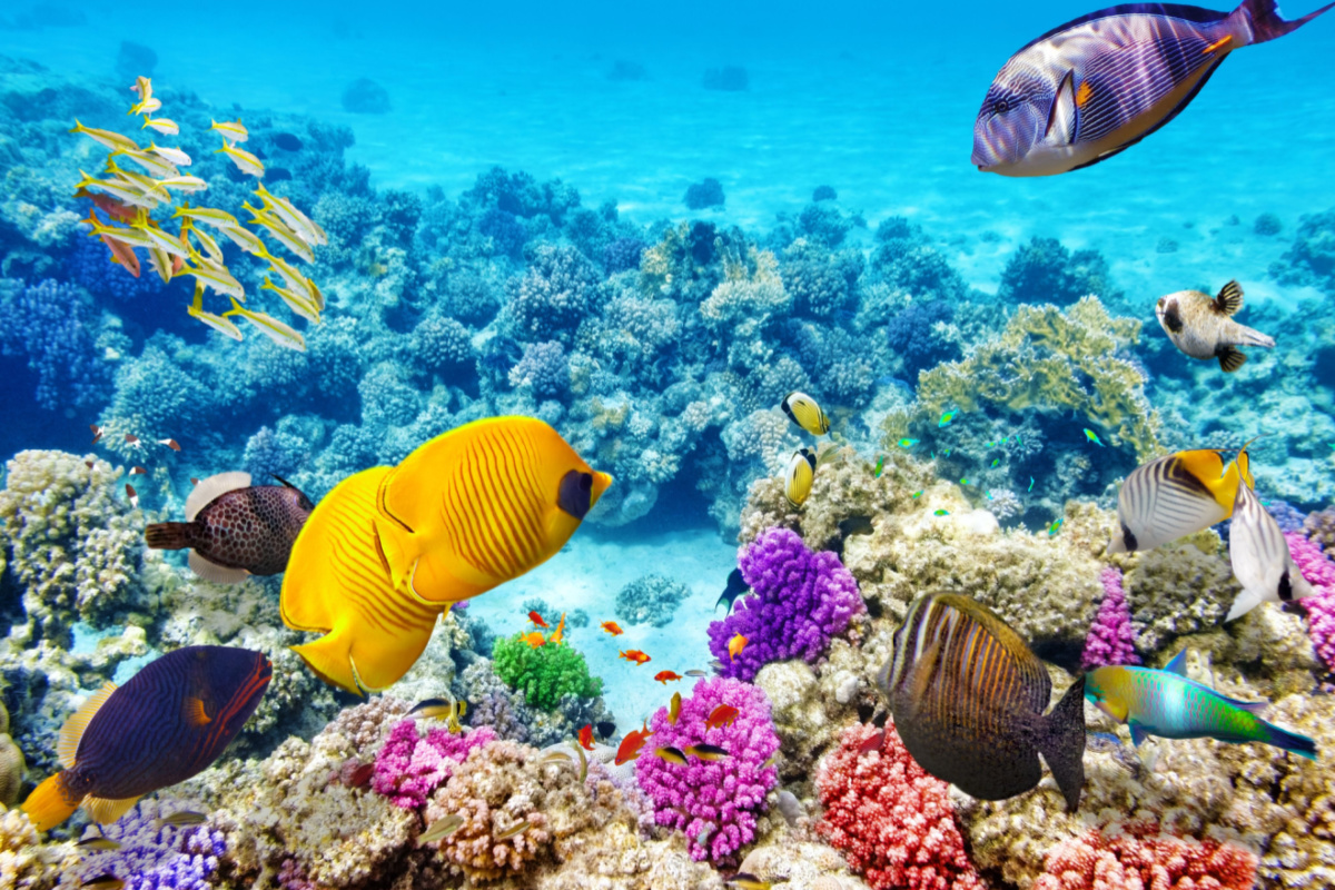 Excelente snorkel alrededor de Cancún mientras más de 20 mil arrecifes de coral se restauraron