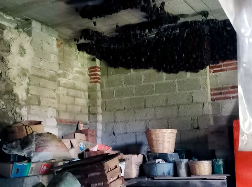 Profepa entrena a la familia sobre cómo vivir con murciélagos después de que una colonia de 2,000 se apodere de la parte del hogar