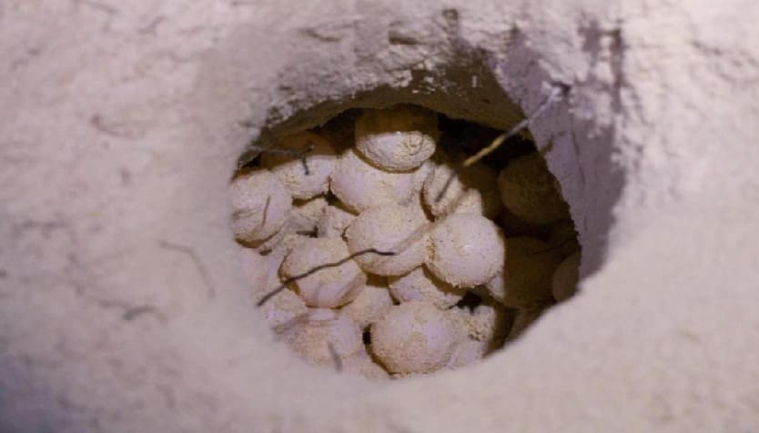 Quintana Roo protegiendo a más de 13,000 nidos de tortugas marinas a lo largo de la costa