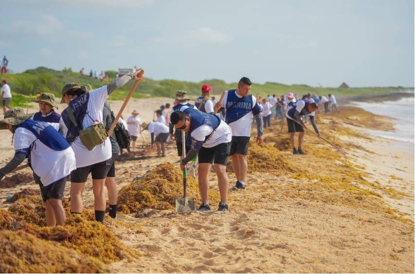 Más de 55 toneladas de Sargassum despejado de la isla Playa Chumul