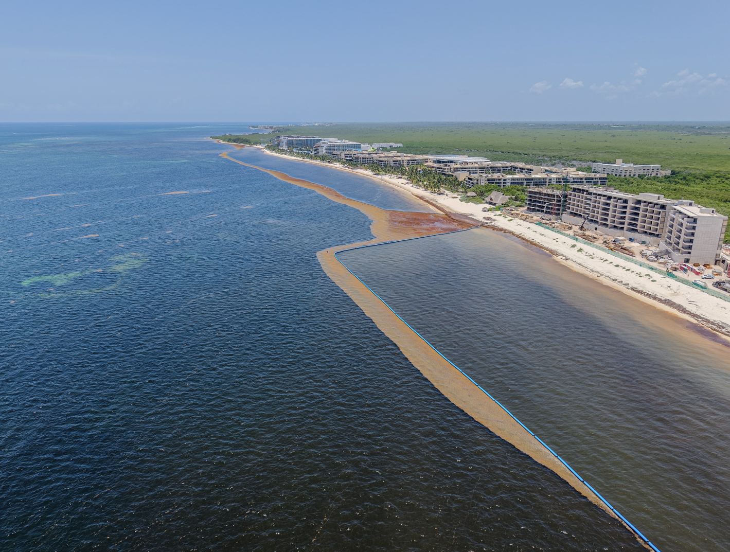 Sargassum