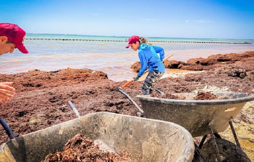 Los científicos que estudian los efectos públicos para la salud de la descomposición de Sargassum en las playas de Quintana Roo