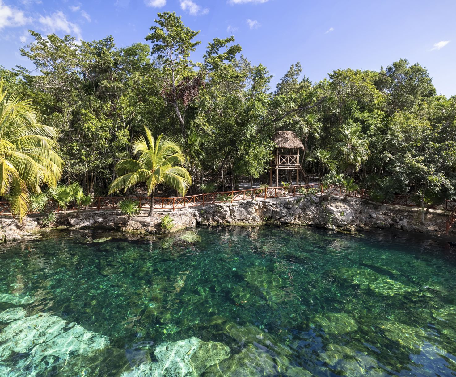 Cenote de la jungla