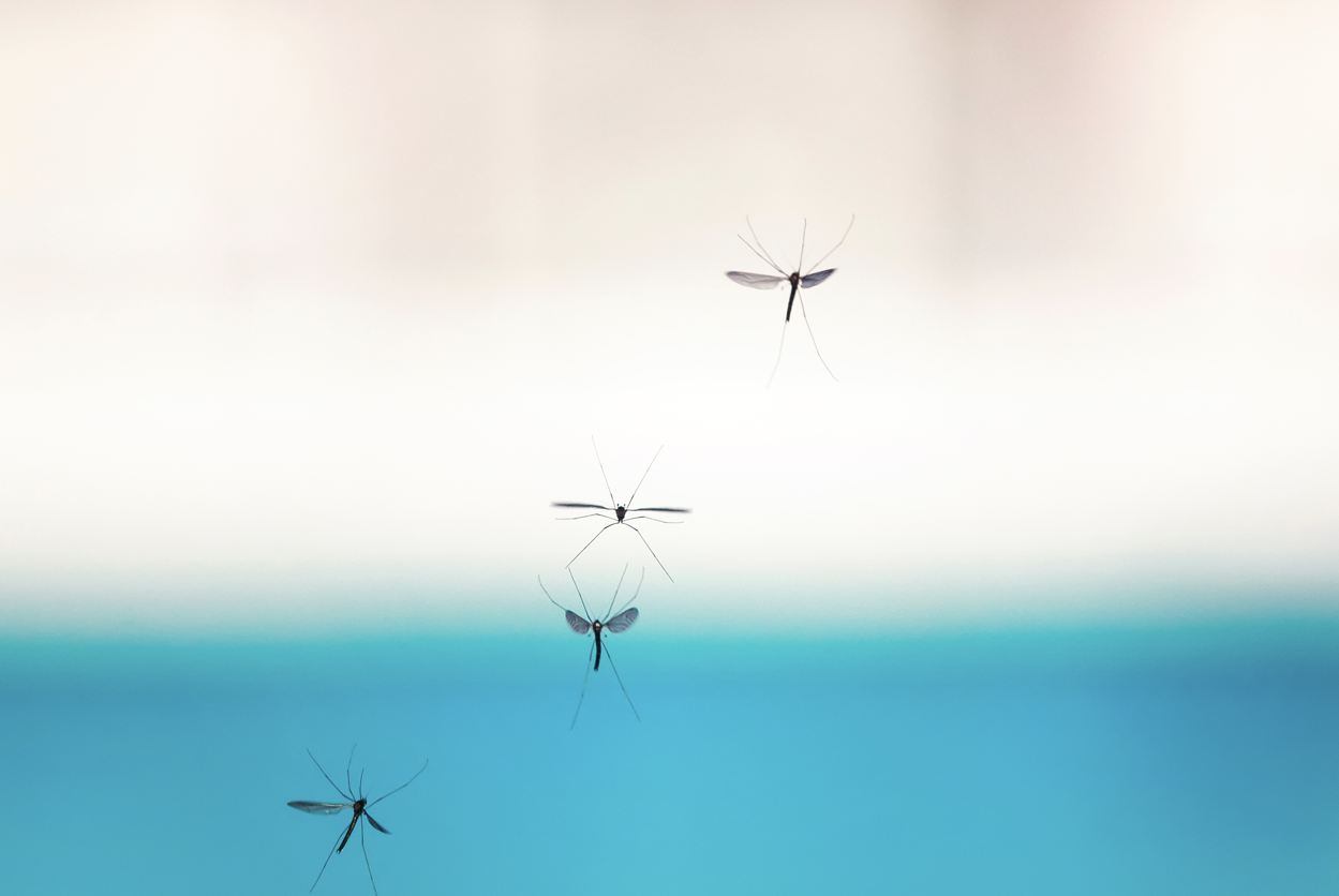 Mosquitos