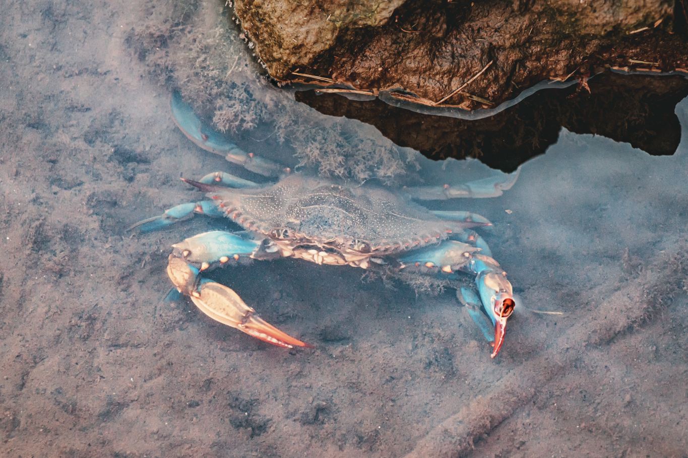 Cangrejo azul