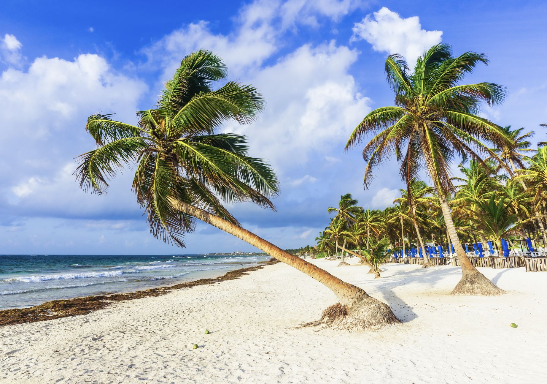 Palmera en la playa de tulum
