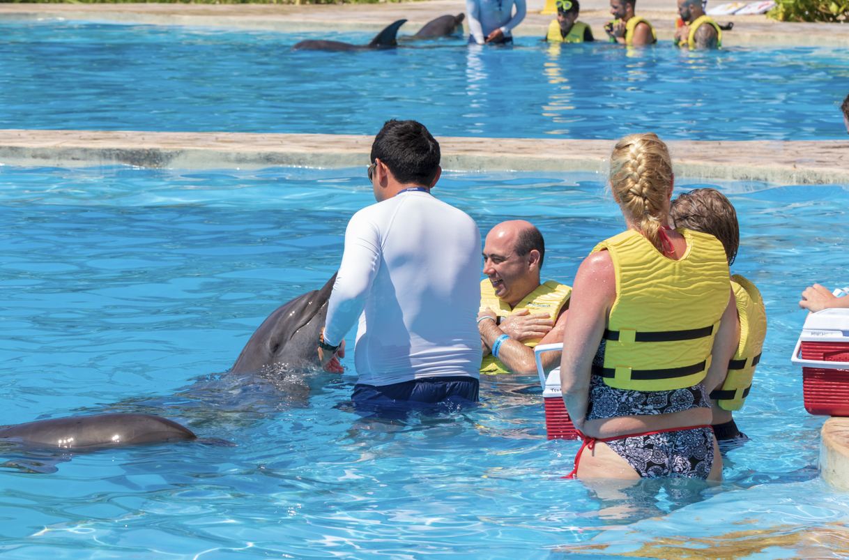 Delfines en el parque temático