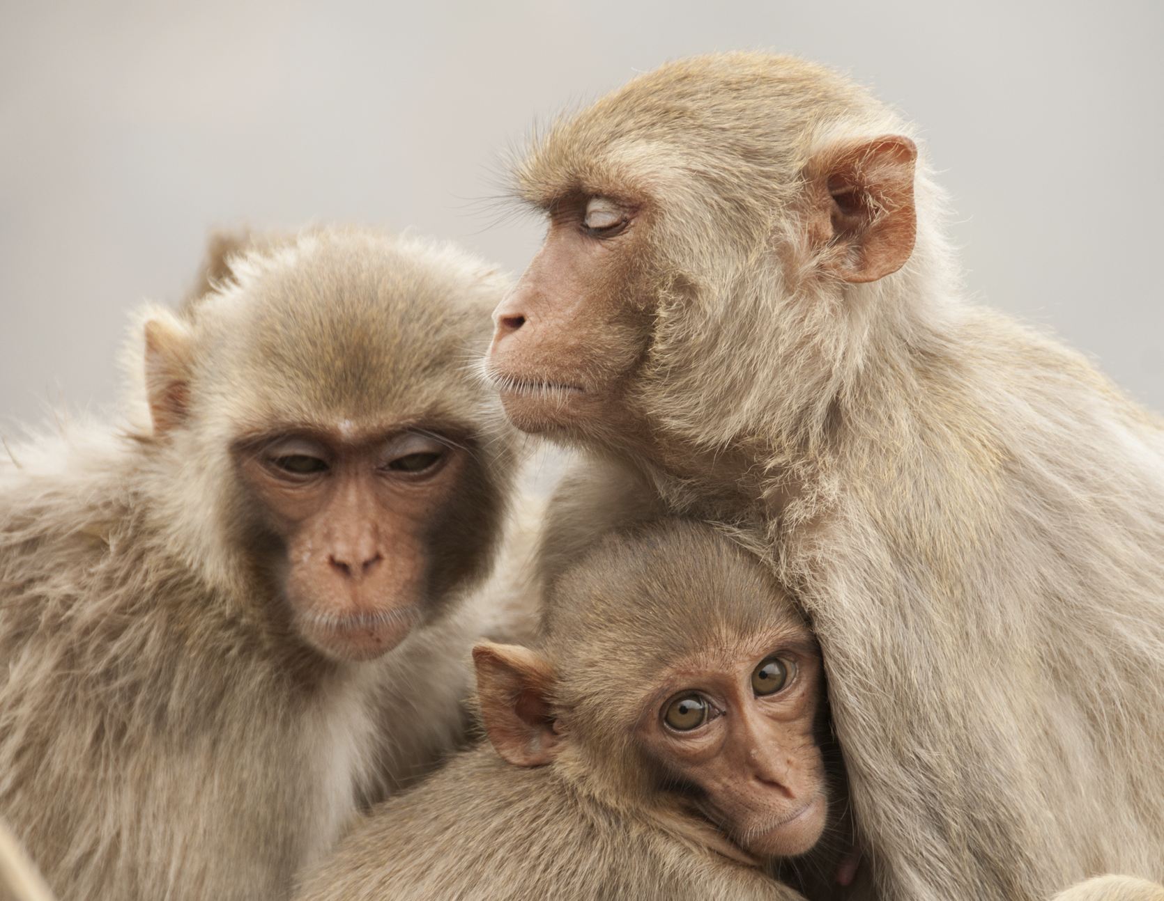 familia de monos