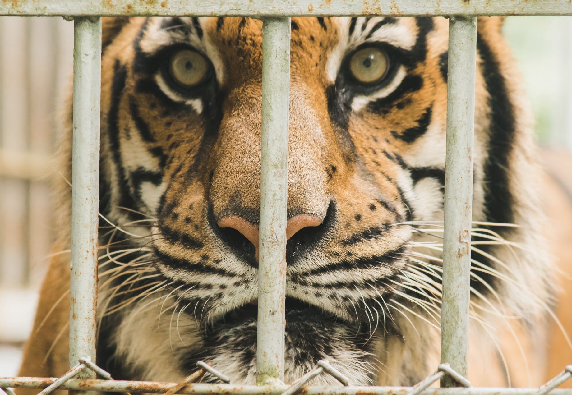 Tigre encerrado en jaula