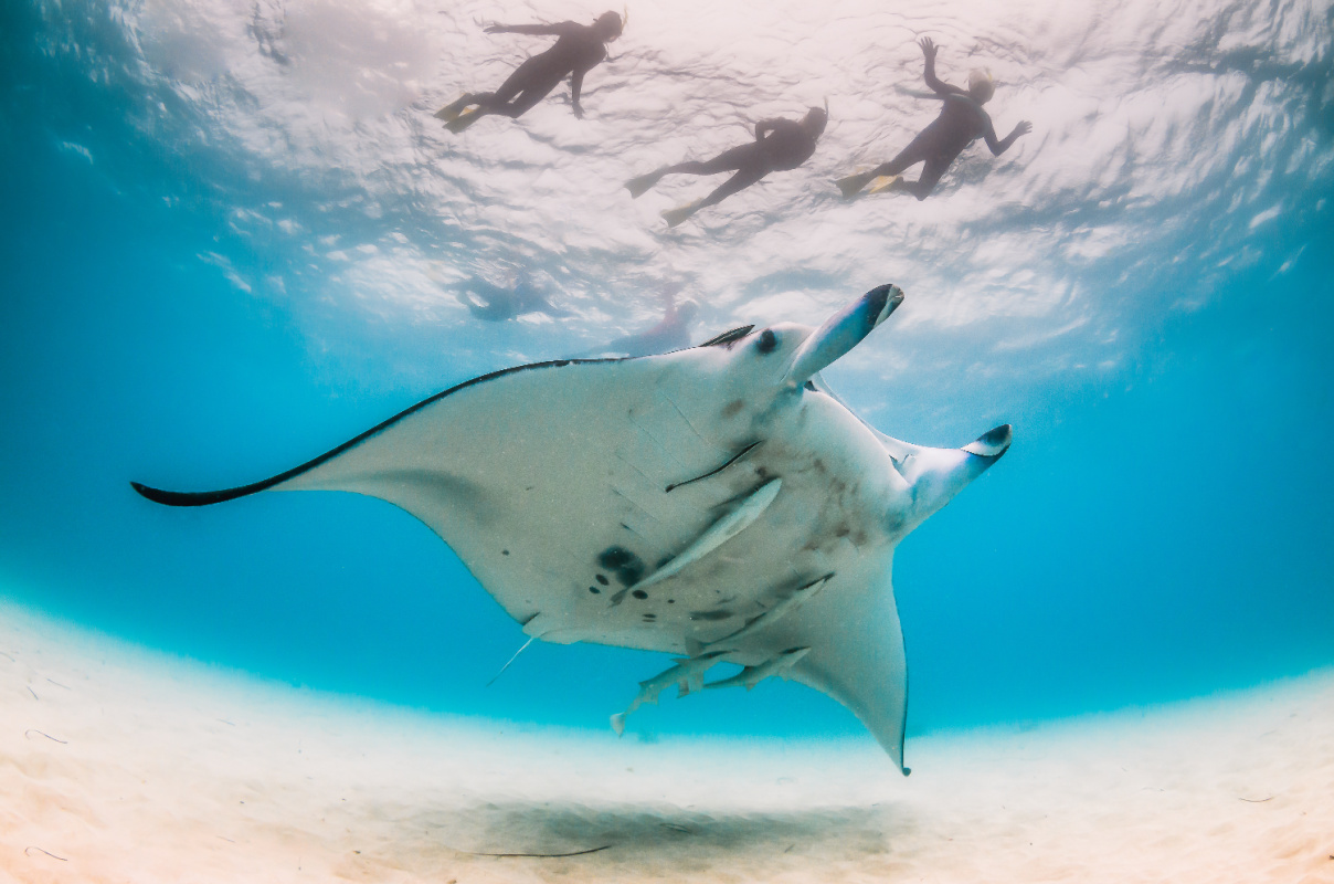 Manta Ray nadando sobre un fondo marino arenoso mientras la gente observa desde la superficie