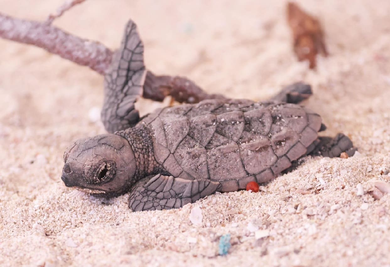 Isla realiza ceremonia de clausura del Campamento de Tortugas Marinas con 'resultados sobresalientes'