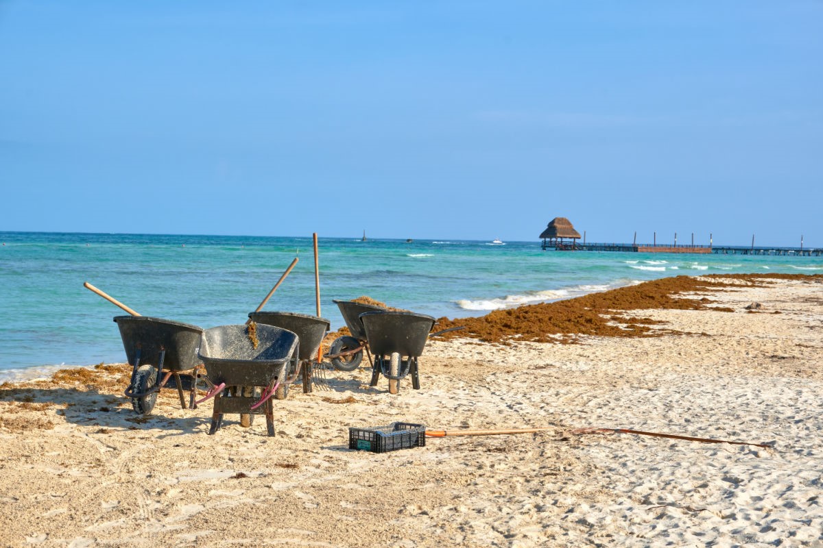 Isla Mujeres ve el primer sargazo del año en la playa más popular