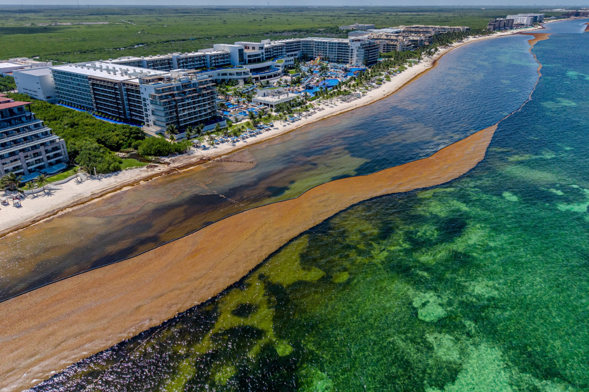 Una espectacular vista aérea de la paradisíaca costa de Cancún invadida por sargazo, que muestra el choque ambiental entre los complejos turísticos de lujo, los manglares y la contaminación del océano.