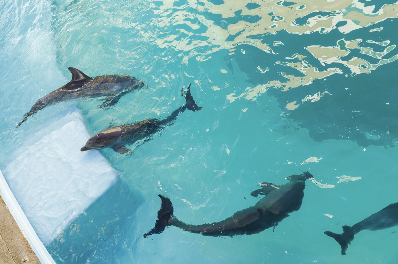 Delfines en cautiverio