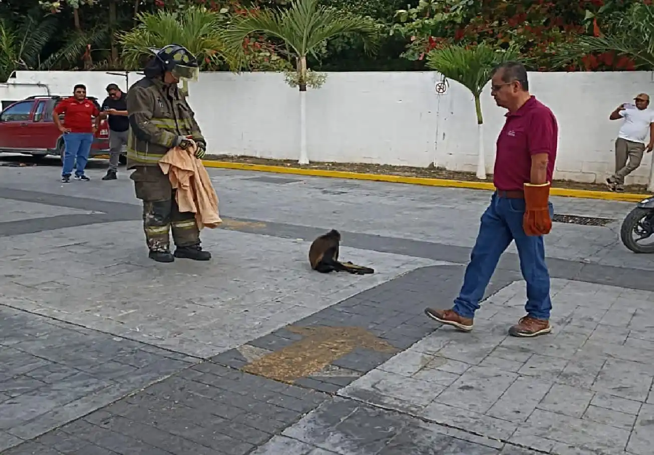 Equipo ecológico rescata a mono araña herido de avenida céntrica de Cancún