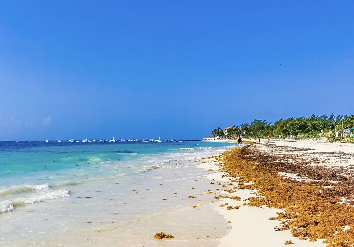 Sargazo pesado llega a las playas de Cancún en informe de llegada anticipada en tiempo real