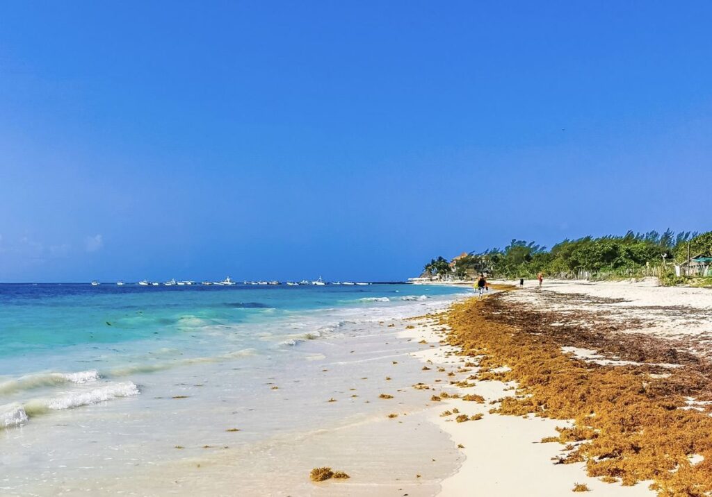 Sargazo pesado llega a las playas de Cancún en informe de llegada anticipada en tiempo real