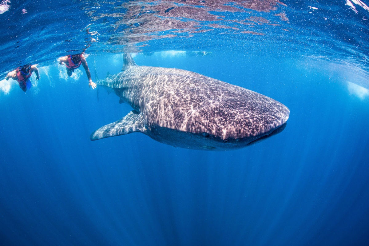 La temporada de tiburones ballena ha comenzado en Cancún y este es el mejor momento para nadar con ellos