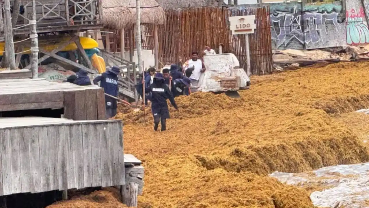 El sargazo se está acumulando en áreas de calas naturales en el centro de Playa del Carmen más rápido de lo que puede eliminarse en mayo de 2026.