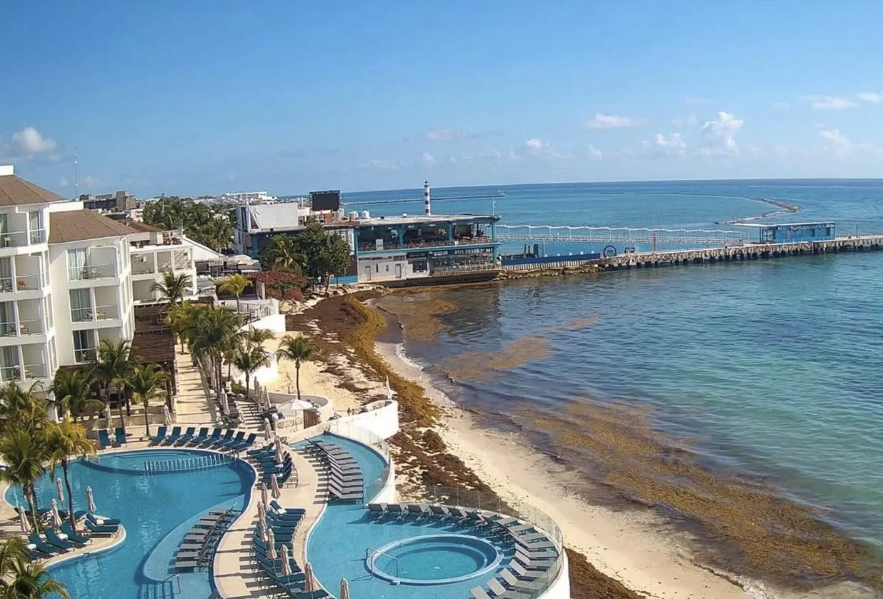 Primera gran ola de sargazo llega a tierra Informe Desde Cancún a Tulum