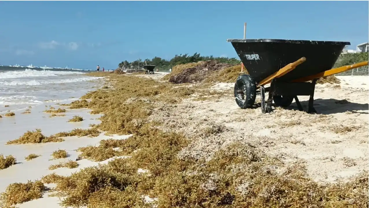 Zofemat por sí solo no es suficiente: Piden a público ayudar en recolección de sargazo en costa de Riviera Maya