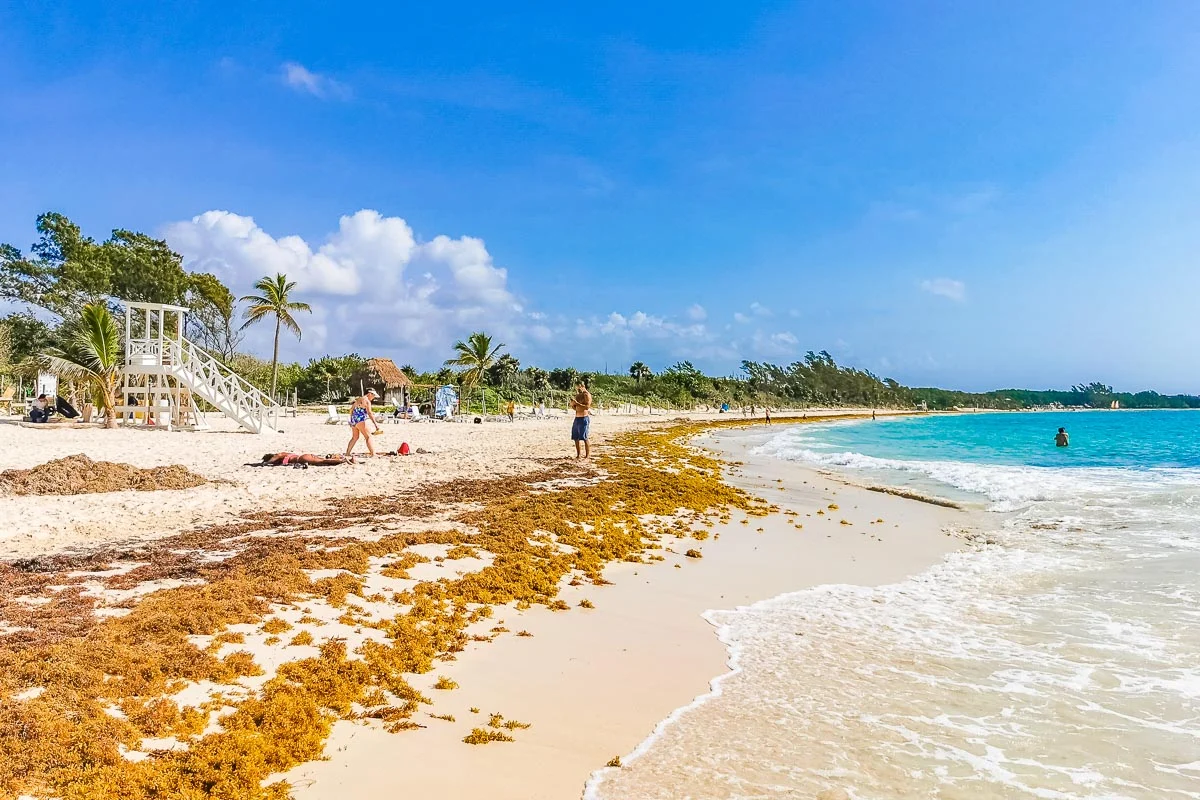 Sargazo de algas rojas en la playa tropical mexicana 88 Punta Esmeralda en Playa del Carmen México.