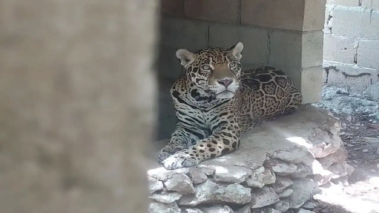 Autoridades del PDC incautan animales silvestres encontrados sin comida ni agua durante entrega de propiedad