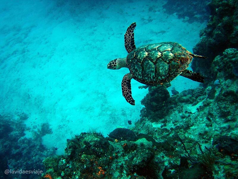 Isla Cozumel hermosa por encima y por debajo de la superficie