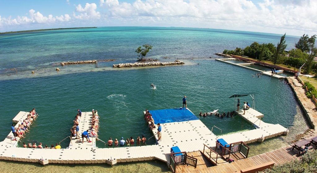 Dolphin Discovery adquiere delfinario en Islas Caimán