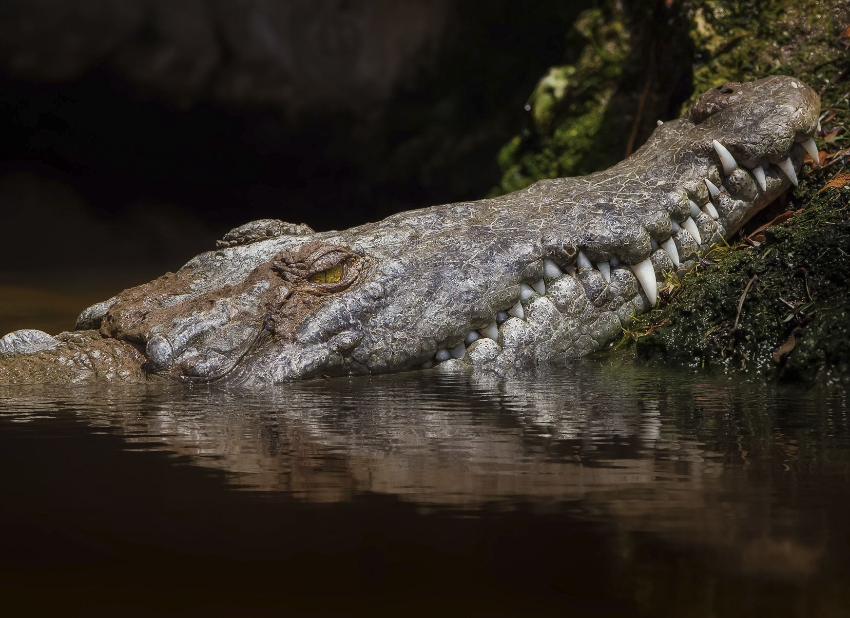 Crocodile de Cancún