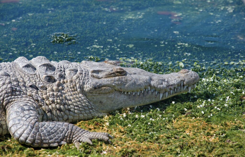 Video Crocodile Spoted Wandering Cancun Streets tratando de regresar a la Laguna