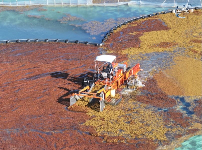 Los científicos zarparon para el proyecto de estudio de dos semanas sobre el caribe mexicano Sargassum