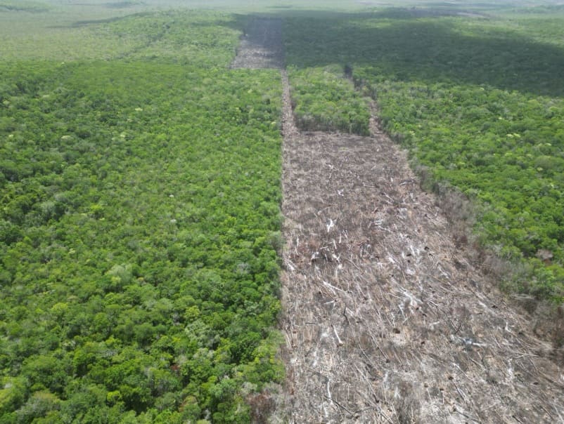 Profepa cierra la limpieza ilegal de más de 400 hectáreas en Quintana Roo