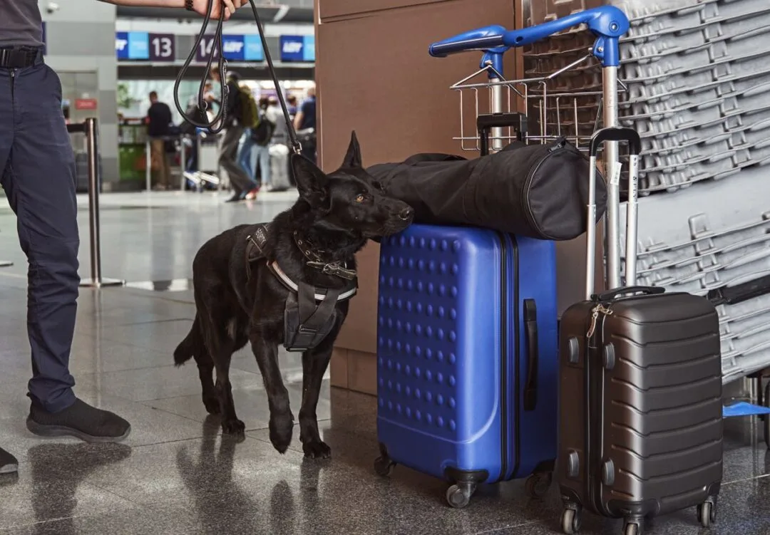 Bolsas de control para perros