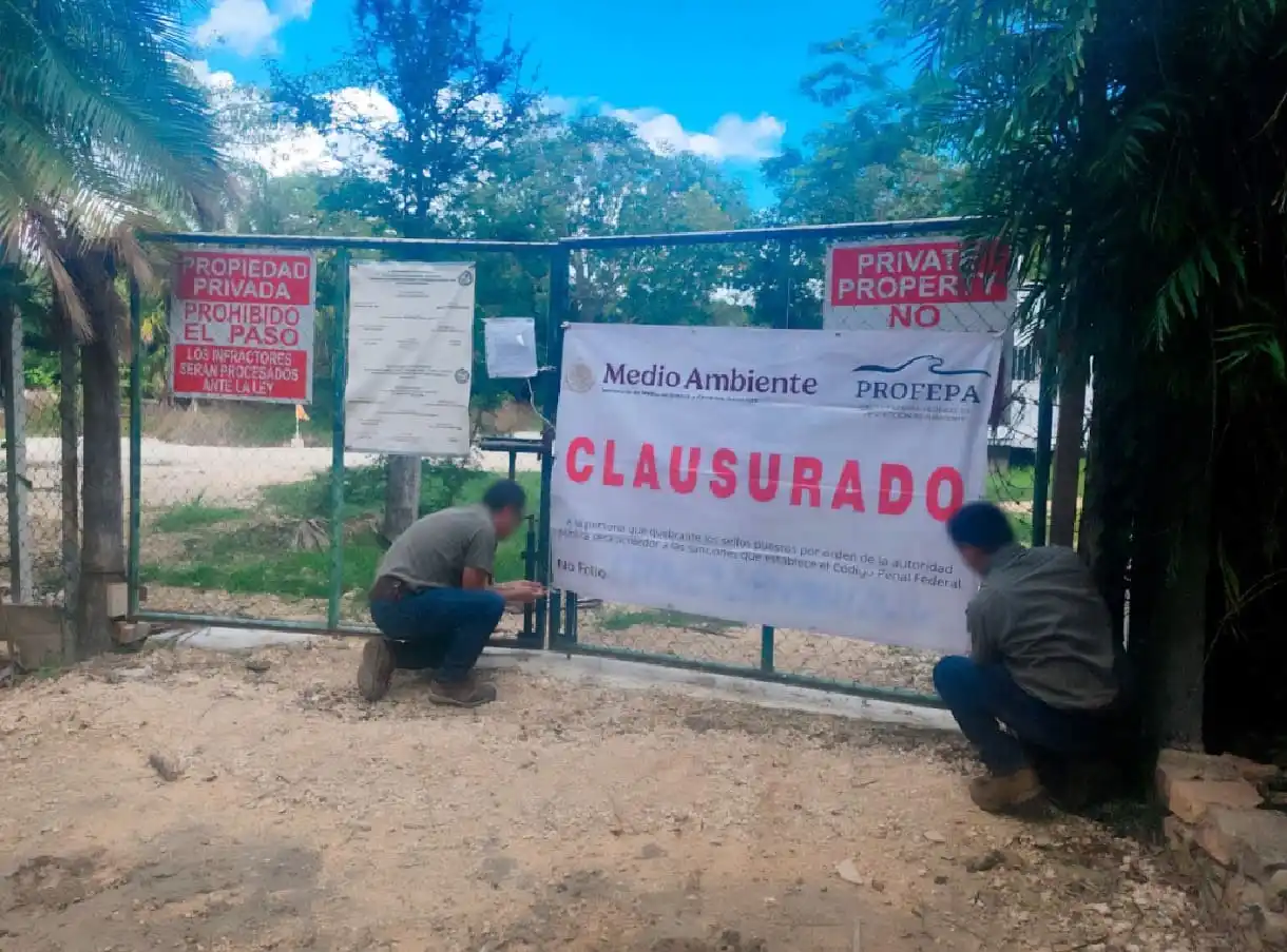 Profepa incluye a Quintana Roo en inspecciones de tala ilegal que resultan en cierre de cinco propiedades