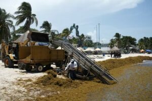 crisis del sargazo en México