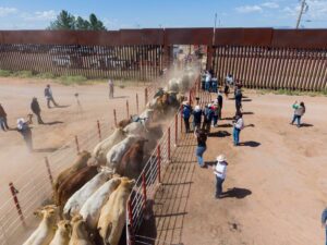cruce de ganado de Agua Prieta