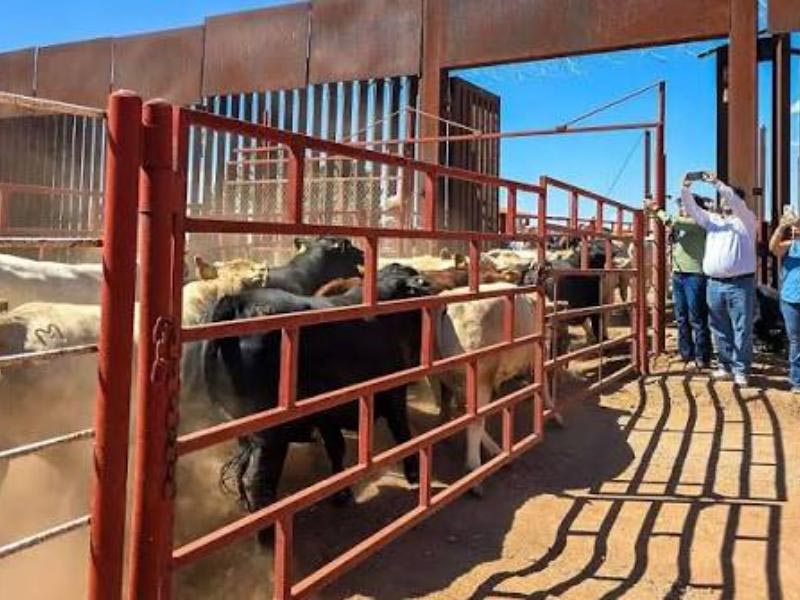 cruce de ganado de Sonora a Estados Unidos